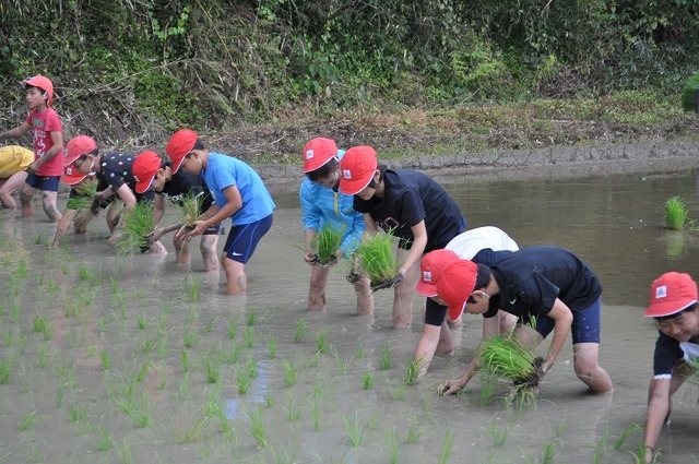 田植え