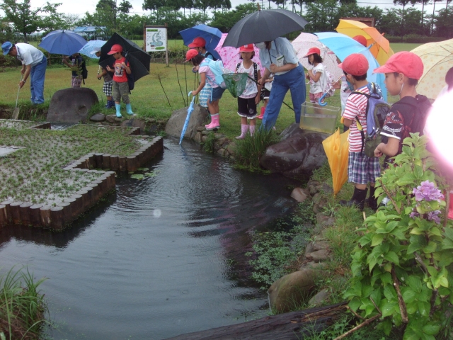 住友ゴムビオトープでの生物探し