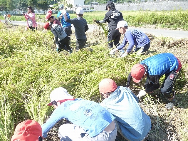 稲刈り