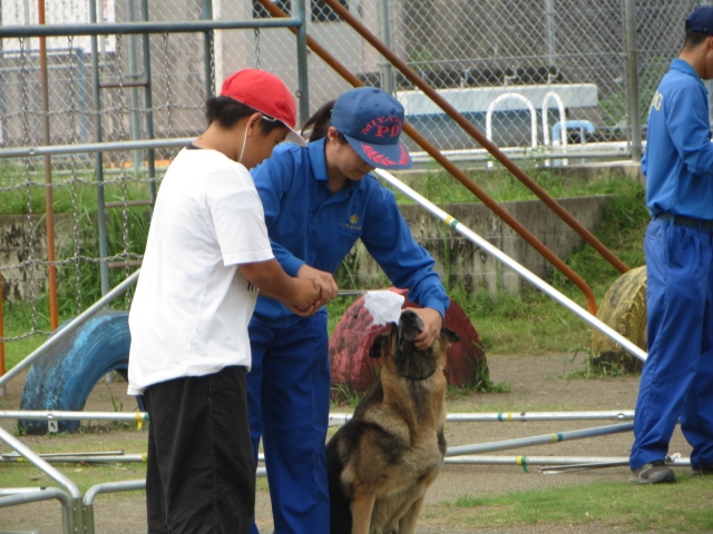 選別訓練の様子