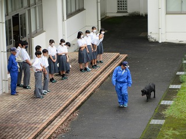 キジマ警察犬訓練所の犬のトレーニング