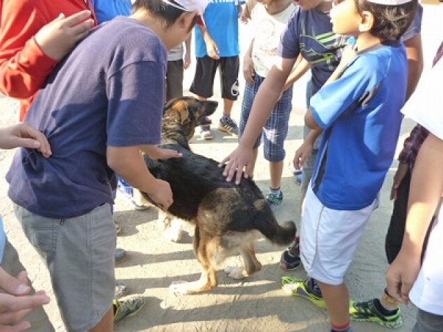 警察犬との触れ合い